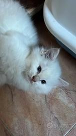 Cucciolo ragdoll