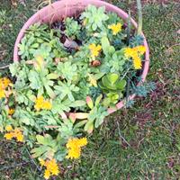 mix di piante grasse