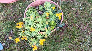 mix di piante grasse