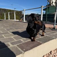 Bassotto maschio disponibile per monta