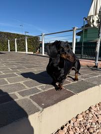 Bassotto maschio disponibile per monta