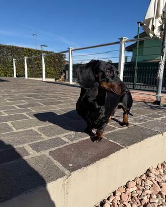 Bassotto maschio disponibile per monta