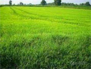 TERRENO AGRICOLO HA 16.70