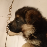 Cuccioli pastore tedesco