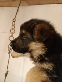 Cuccioli pastore tedesco