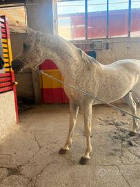 Cavallo arabo di 7 anni