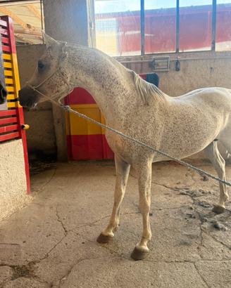 Cavallo arabo di 7 anni