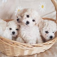 Cuccioli bichon a poil frisè