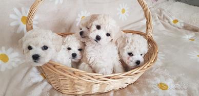 Cuccioli bichon a poil frisè