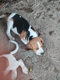 cuccioli Beagle originali 