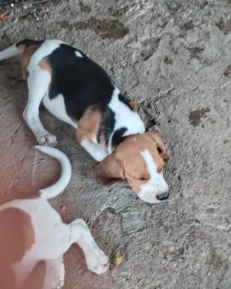 cuccioli Beagle originali 