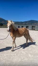 Stalloncino Haflinger