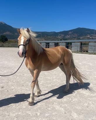 Stalloncino Haflinger