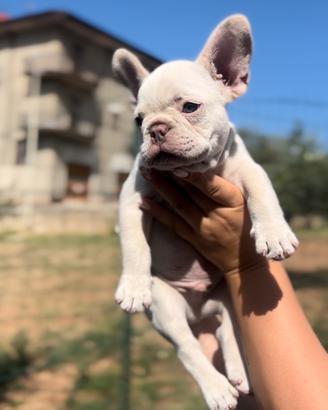 Bulldog
