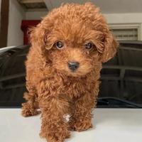 BARBONCINI & BARBONCINO TOY ROSSI cuccioli