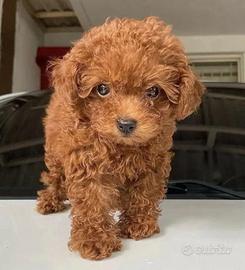 BARBONCINI & BARBONCINO TOY ROSSI cuccioli