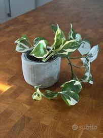 Piccolo pothos variegato con vaso