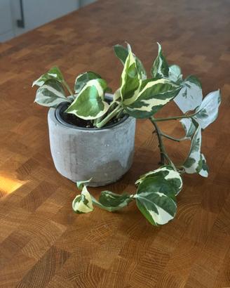 Piccolo pothos variegato con vaso