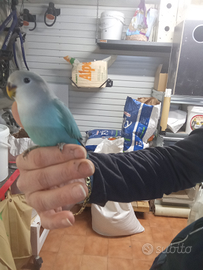 Inseparabile allevato a mano