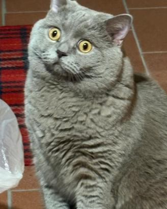 Zeus scottisch streight per accoppiamento