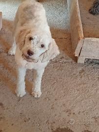 Lagotto romagnolo