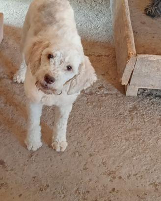 Lagotto romagnolo
