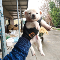 Border collie x pastore australiano