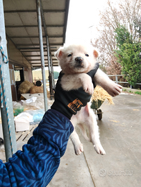Border collie x pastore australiano