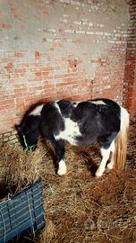 Pony