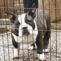 American bully