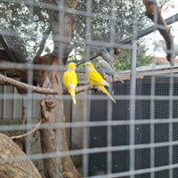 Pappagalli che parlano