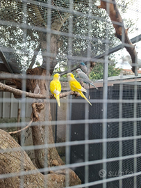 Pappagalli che parlano