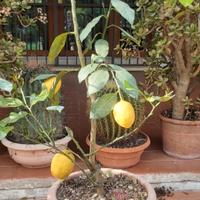 Piante limoni
