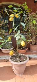 Piante limoni