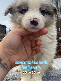 Border collie blue merle e bianco e Nero