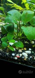 piantine e lumache per acquario