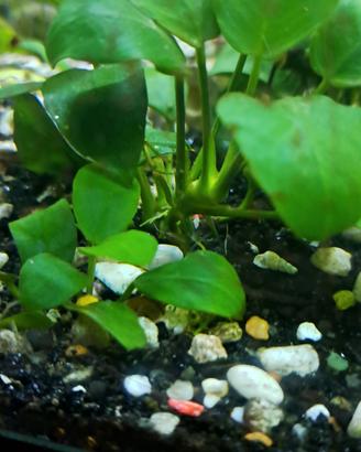 piantine e lumache per acquario