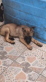 Cuccioli di Pastore tedesco grigione