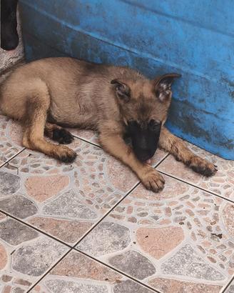 Cuccioli di Pastore tedesco grigione