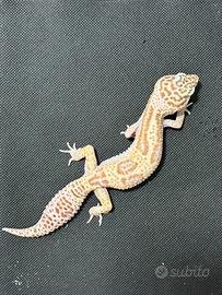 Geco Leopardino