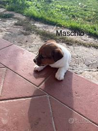 Cucciolo maschio jack Russell