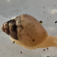 Lumache giganti africane di varie dimensioni