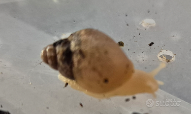 Lumache giganti africane di varie dimensioni