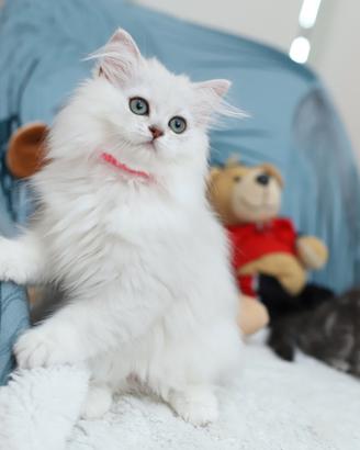 Gattina scottish straight British pelo lungo
