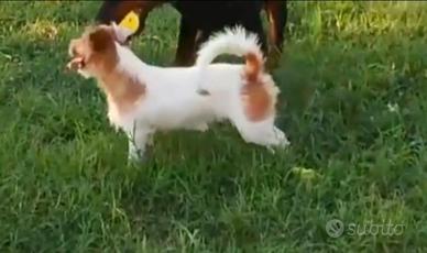 Jack russell terrier con pedigree