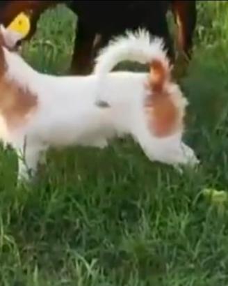 Jack russell terrier con pedigree