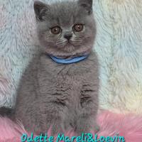British shorthair