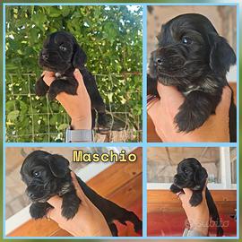 Cocker Spaniel color Nero