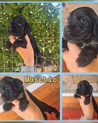 Cocker Spaniel color Nero