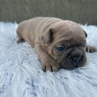 Bulldog francesi Merle maschi